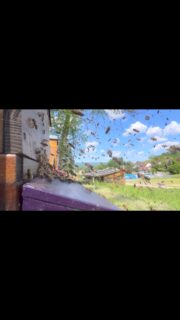 So sieht es aus (und hört es sich an) wenn ein Bienenvolk schwärmt

#bienen #imkern #bee #biendli #beekeeper #imker #schwarm  #aargau  #weloveaargau  #az_gram  #liz_gram  #aargautourismus #minMoment  @aargautourismus #museumaargau #ruebliland