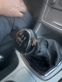 Achtung - wenn man sich in das Auto eines Imkers setzt!

#imkern #bienen #beekeepers #biendli #bienenstich