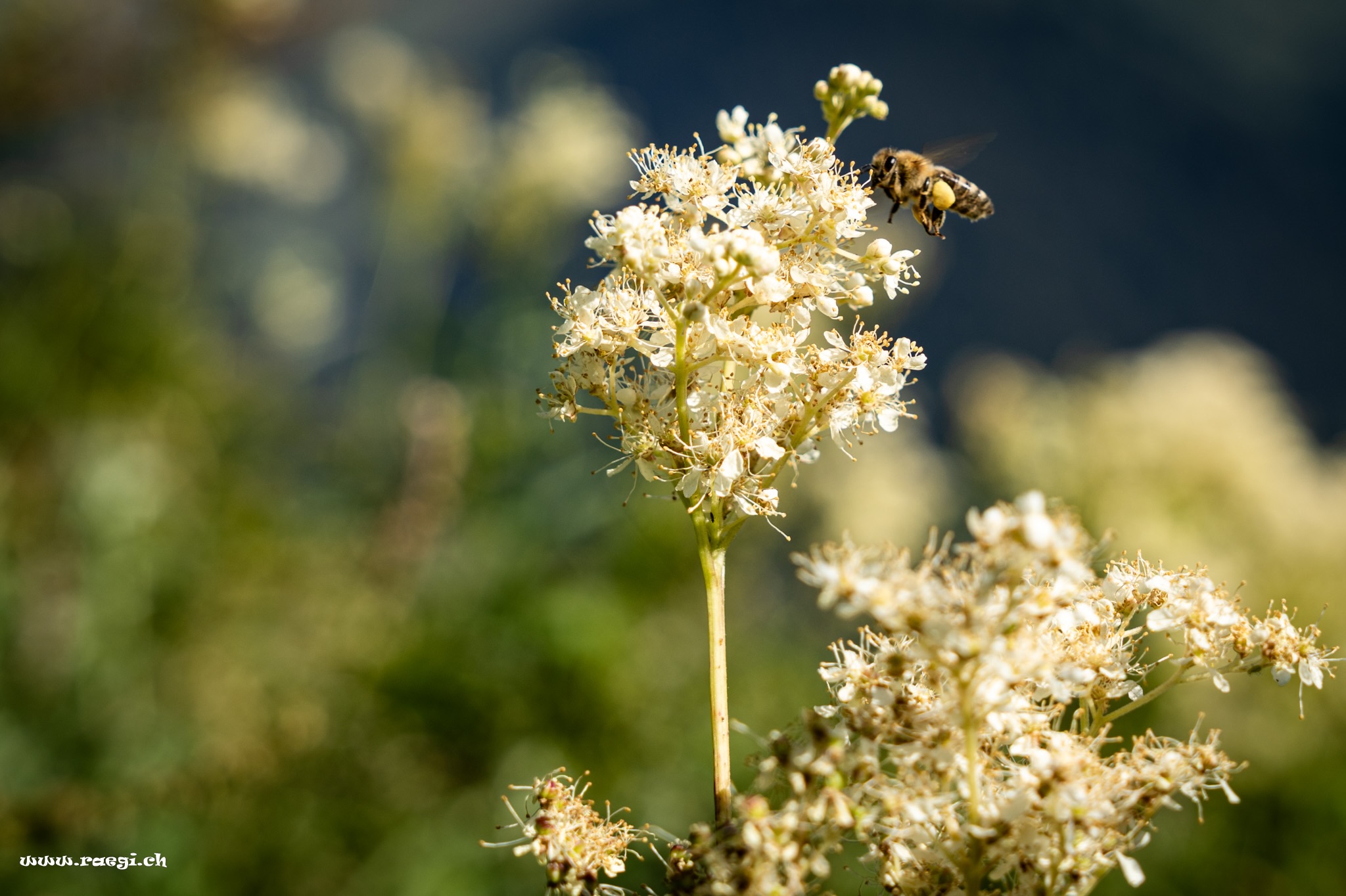 Apis mellifera auf  Filipendula ulmaria

#bee #biene #apimellifera #imkerglück