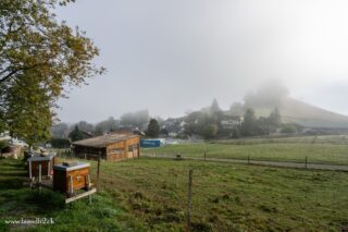 Es herbsteled und bi de Biendli wirds ruhiger. S Volk bereitet sich jetzt uf de Winter vor. 

-D Wintervorrät sind iiglageret. 
-D Königin leit weniger Eier. Jetzt chömed die langläbige Winterbiendli uf d Wält, wo bis im Früehlig durehalted.
-Ab öppe 10 °C bilded d Biendli d Wintertruube. Sie rucked äng zäme und gänd sich gegesiitig warm, mit de Königin i de Mitti.
-Ab jetzt lömmer de Biendli ihri Rueh und wünsched ene en schöne Winter. 

#imkerei #bienen #herbst #bienenstock #killwangen