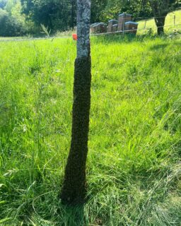 Mer schwärmed grad nüme so für die viele Schwärm

#schwarm #bienenschwarm #bienen #biendli #imkern #bee #beekeeperslife🐝 #beekind🐝