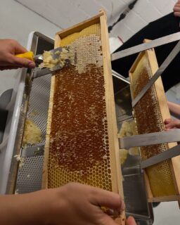 Dankbar unseren fleissigen Bienen sind wir am Honig schleudern. 

#honig #honey #bienen #bee #imker #beekeeper #schleudern #honigschleudern #bienenwabe #biendli