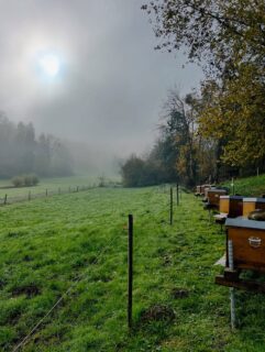 Der Winter ist für ein Bienenvolk kritisch. Um diese Jahreszeit gut zu überstehen,
braucht es gesunde Bienen, eine gute Volksstärke und ausreichend Futterreserven
für mehrere Monate. Der Imker legt den Grundstein für eine gute Überwinterung
seiner Bienen bereits früh im Jahr. 
Auch in Killwangen ist Ruhe eingekehrt auf dem Bienenstand. Gelegentliche Fluglochkontrollen sind jedoch auch jetzt sinnvoll. Mäuse, oder auch die Asiatische Hornisse wären ungeliebte Gäste auf dem Bienenstand. 

#bienenschweiz #bienen #imkern #beekeepers #bee #bees #killwangen #aargau #limmattal  #az_gram  #liz_gram