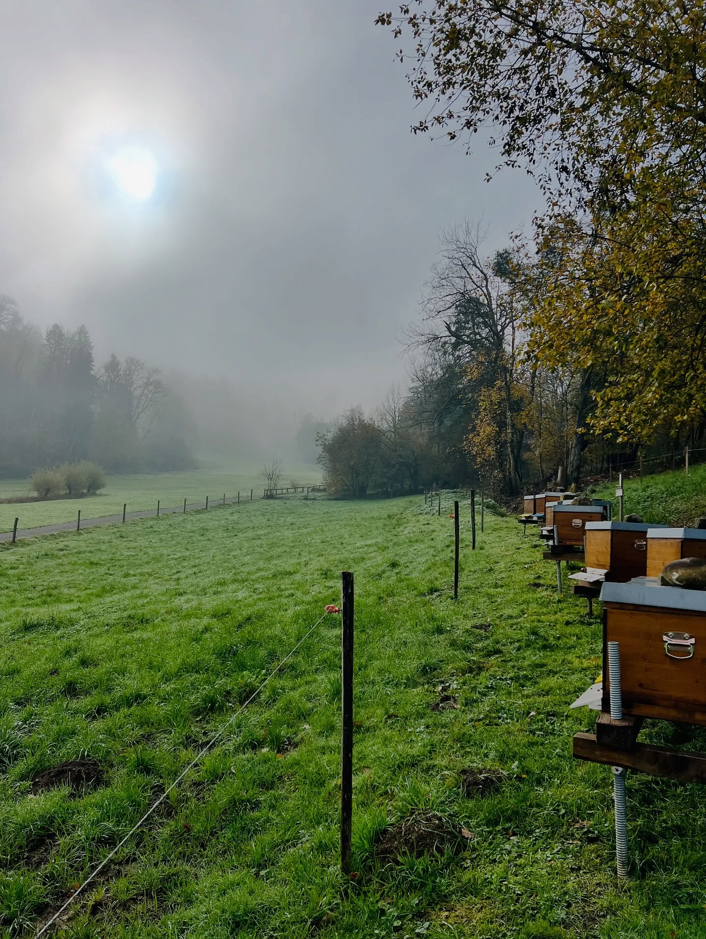 Der Winter ist für ein Bienenvolk kritisch. Um diese Jahreszeit gut zu überstehen,
braucht es gesunde Bienen, eine gute Volksstärke und ausreichend Futterreserven
für mehrere Monate. Der Imker legt den Grundstein für eine gute Überwinterung
seiner Bienen bereits früh im Jahr. 
Auch in Killwangen ist Ruhe eingekehrt auf dem Bienenstand. Gelegentliche Fluglochkontrollen sind jedoch auch jetzt sinnvoll. Mäuse, oder auch die Asiatische Hornisse wären ungeliebte Gäste auf dem Bienenstand. 

#bienenschweiz #bienen #imkern #beekeepers #bee #bees #killwangen #aargau #limmattal  #az_gram  #liz_gram