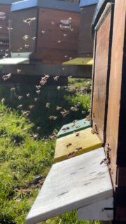 So schön wenn sich die Bienen das erste Mal im Frühjahr draussen wieder zeigen. Sie geniessen das wrme Wetter und machen Reinigungsflüge. 

#bienen #bees #reinigungsflüge #biendli #imker