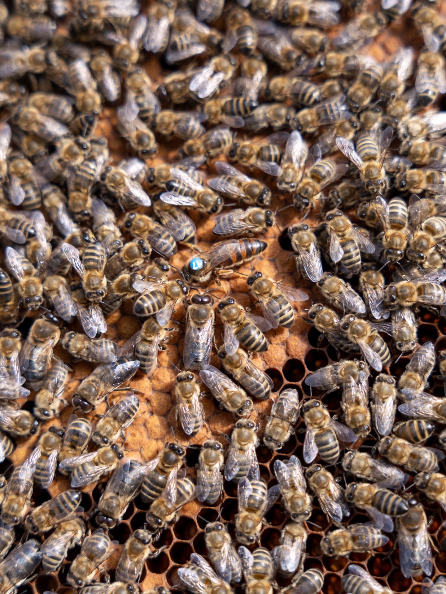 Die Biendlis haben die Kälteperiode gut überstanden. Die Völker sind alle gesund und bereit für die blühende Frühlingstracht. 

Frohe Ostern

#biendli #bienen #imkern #bee #beekeepers